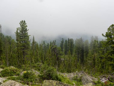 Sisteki taşların arasında kozalaklı ağaçlar. Sibirya taiga Batı Sayan.