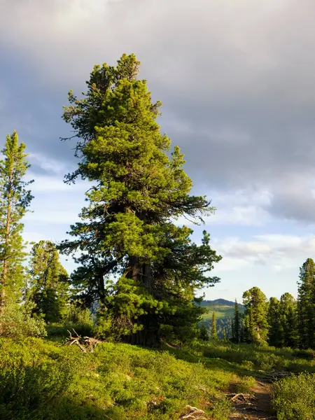 Sibiriskt Cederträ Vid Leden Ergaki Nature Park Solig Sommardag Naturen — Stockfoto