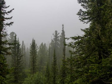İğne yapraklı ormanlarda sis. Sibirya Dağları 'nın pitoresk manzaraları. Batı sayan
