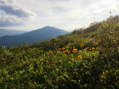 Dağlarda çayır portakal çiçekleri. Batı sayan Dağları 'nda güneşli gün