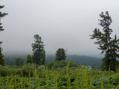 Sibirya 'nın pitoresk doğası. Sis içinde iğne yapan Cedars. Sibirya Dağları Batı sayan.