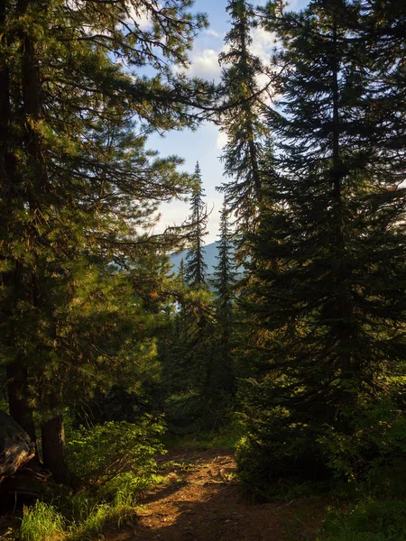 Krajobraz Leśny Ścieżka Wśród Jodły Cedars Parku Ergaki Góry Zachodnie — Zdjęcie stockowe