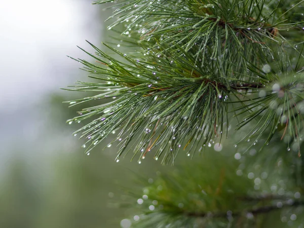 Raindrops Coniferous Branches Siberian Cedar Siberian Taiga Western Sayan Pure — Stock Photo, Image