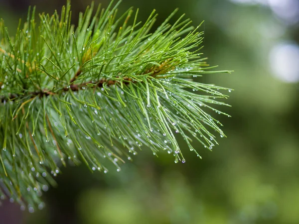 Gocce Pioggia Sui Rami Conifere Cedro Montagna Parco Siberiano Ergaki — Foto Stock