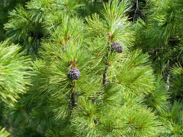 Cedar Cones Grow Greenery Coniferous Branches Wild Siberian Nature Sunny — Stock Photo, Image