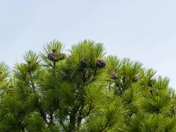 Cedar Cones Grow Upper Coniferous Branches Sky Wild Siberian Nature — Stock Photo, Image