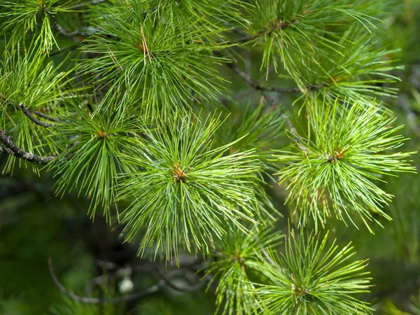Close Cedar Branch Green Needles Wild Siberian Nature Sunny Summer — Stock Photo, Image