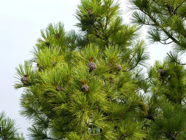 Stożki Rosną Najwyższych Gałęziach Cedru Syberyjskiego Niebie Dziki Syberyjski Charakter — Zdjęcie stockowe