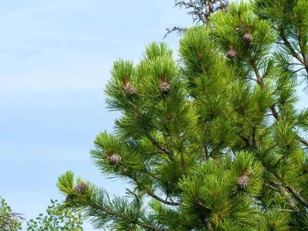 Coniferous Branches Siberian Cedar Blue Sky Cones Grow Branches Wild — Stock Photo, Image