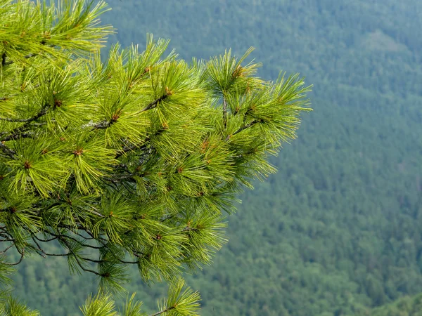 Rami Conifere Del Cedro Siberiano Sullo Sfondo Della Taiga Verde — Foto Stock