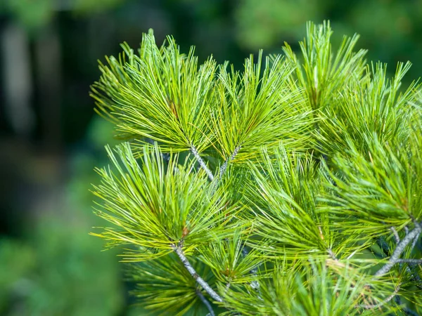 Ramas Verdes Coníferas Cedro Sobre Fondo Verde Del Bosque Naturaleza —  Fotos de Stock