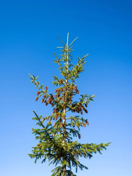 Κορυφή Του Δέντρου Ερυθρελάτης Είναι Διάστικτη Κώνους Στον Γαλάζιο Ουρανό — Φωτογραφία Αρχείου