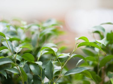 Kapalı alandaki sulu yeşillik. Bitkilerin teması, yeşil doğa