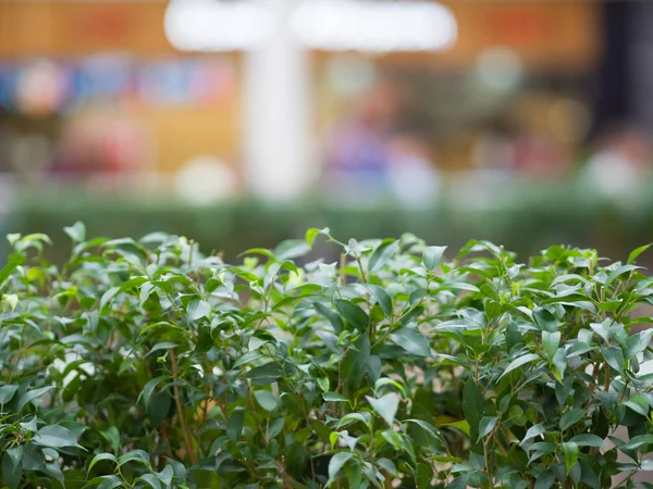 Plantas Verdes Lugar Público Tema Plantas Natureza Verde — Fotografia de Stock