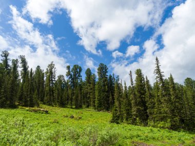 Vahşi Tayga 'da güneşli bir gün. Sayan Dağlarının Sibirya Dağları