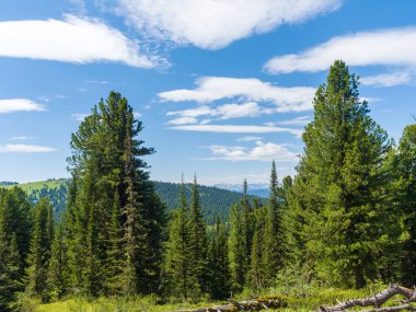 Kozalaklı vahşi ormanlardaki sedir ve köknar ağaçları. Taiga 'da güneşli bir gün