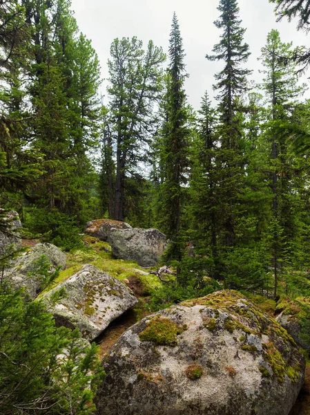 Fir Cedr Wśród Kamieni Dzikiej Tajdze Chmurny Dzień Lesie Iglastym — Zdjęcie stockowe