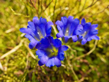 Vahşi doğada dağ mavisi çiçekler. Yaz güneşli bir gün