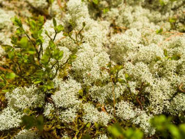 Yakın plan yosun. Kozalaklı orman bitkileri. Sibirya yaban hayatı