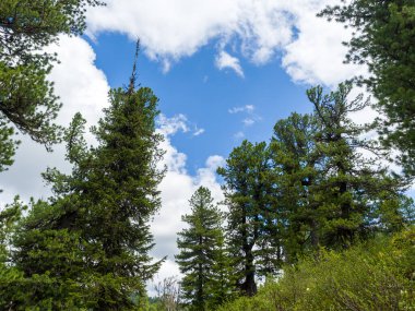 Mavi gökyüzüne karşı kozalaklı ormanda Cedars. Taiga 'da yaz günü