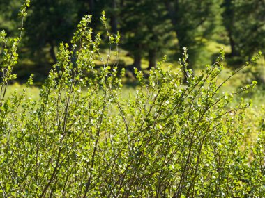 Güneşin aydınlattığı güzel yeşil çalı. Yaz günü