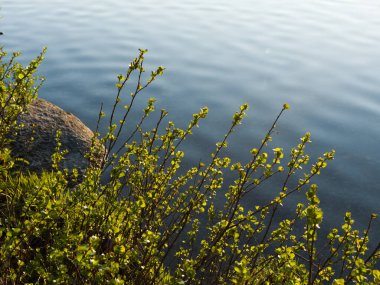 Bir orman gölünün suyunun üzerindeki dallar. Yaz akşamı ışığı