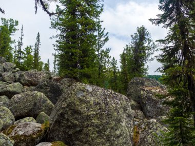 Acımasız vahşi yaşam. Cedars ve taş çimenler. Taiga 'da yaz günü