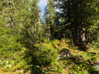 Çalılık. Kozalaklı ormanlardaki sedir ve köknar ağaçları. Yaz güneşli bir gün