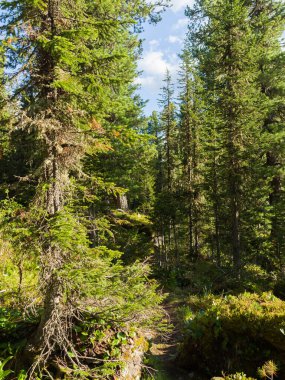 Çalılık. Kozalaklı ormanlardaki sedir ve köknar ağaçları. Yaz güneşli bir gün