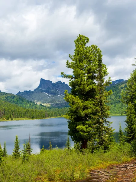 Cedar Górskim Jeziorze Svetly Parku Przyrody Ergaki Letni Dzień — Zdjęcie stockowe