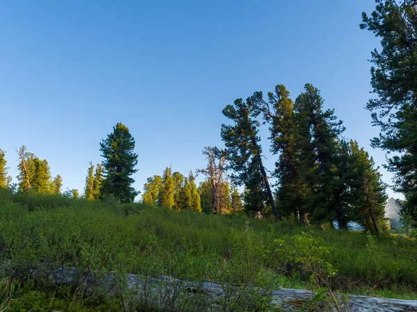 Kvällens Solnedgång Lyser Upp Toppen Cederträ Barrskog — Stockfoto