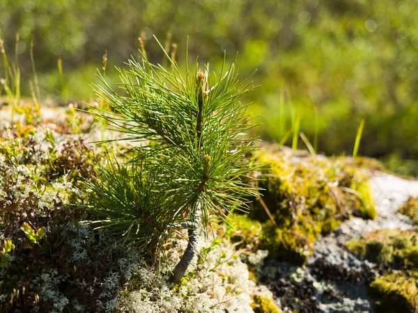 Young Cedar Sprout Stone Wild Close — Stock Photo, Image