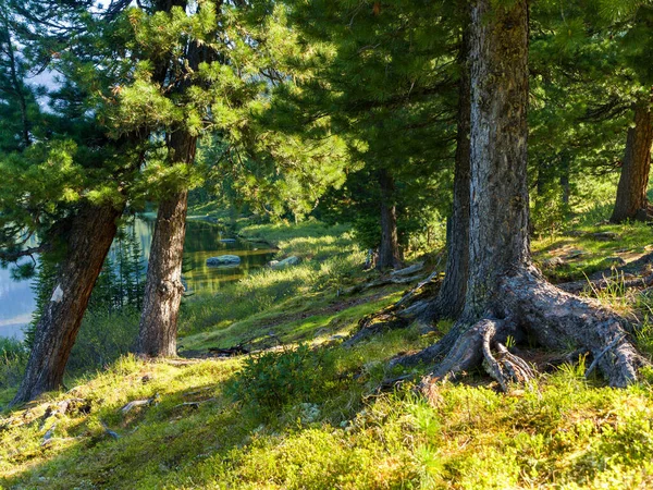 Zedern Wachsen Ufer Eines Waldsees Sonniger Sommertag Der Taiga — Stockfoto