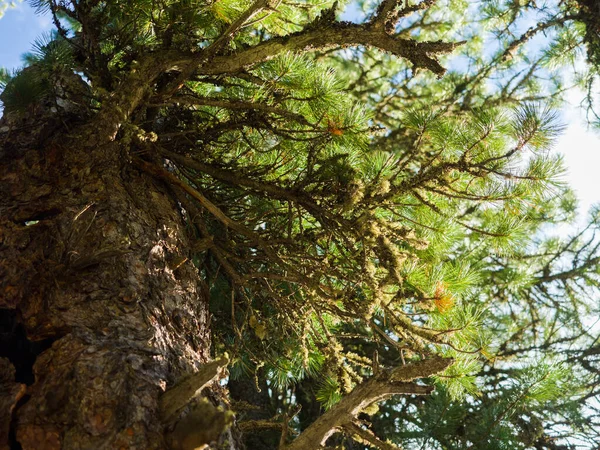 Κέδρος Κλαδιά Κοντινό Πλάνο Κωνοφόρα Δάση Ηλιόλουστη Μέρα — Φωτογραφία Αρχείου