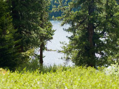 Orman lirik manzarası. Vahşi göl. Güneşli bir yaz gününde su parlar.