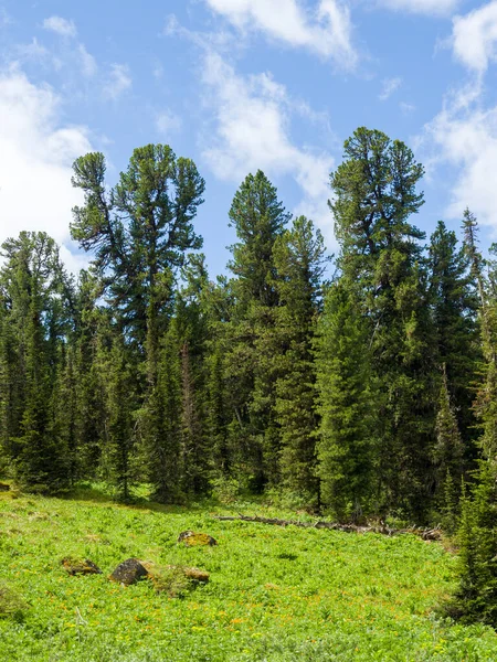 Abeto Cedro Bosque Coníferas Día Soleado Verano Taiga Paisaje —  Fotos de Stock