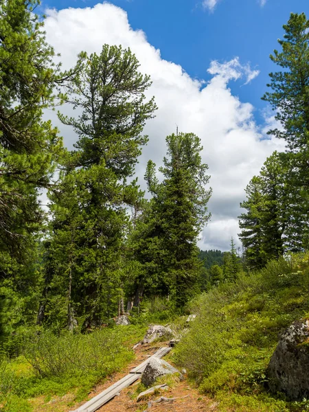 Cedry Jehličnatém Lese Proti Modré Obloze Letní Den Tajze — Stock fotografie
