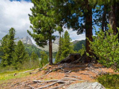 Orman gölünün kıyısındaki sedir ağaçları arasında bir turist kampı. Kozalaklı ormanda güneşli bir yaz günü