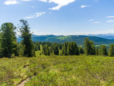 Kozalaklı vahşi ormanlardaki sedir ve köknar ağaçları. Taiga 'da güneşli bir gün