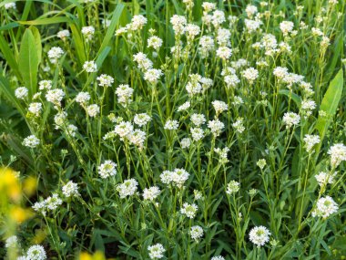 Yeşil çimenlerin arasında küçük beyaz çiçekler. Yaz günü