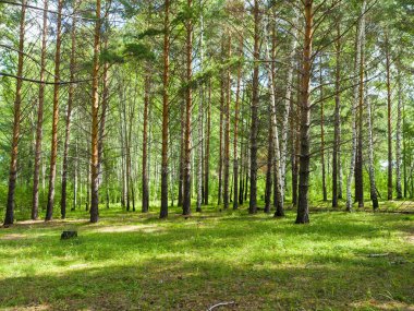 Çam ağaçları ormanda yetişir. Yaz güneşli bir gün