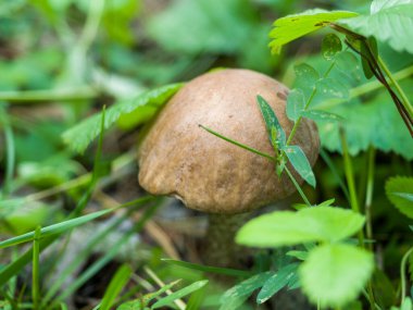 Mantar çimenlerin arasında yetişir. Yakın plan. Vahşi doğa