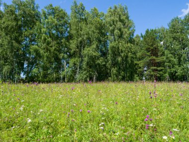 Ormanın önündeki yeşil çimenler ve çiçekler. Yaz güneşli bir gün