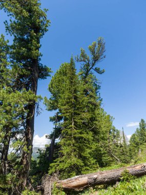 Kozalaklı vahşi ormanlardaki sedir ve köknar ağaçları. Taiga 'da güneşli bir gün
