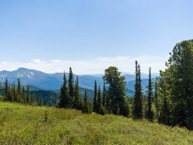 Kozalaklı vahşi ormanlardaki sedir ve köknar ağaçları. Taiga 'da güneşli bir gün