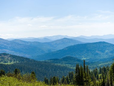 Cedarlar Sibirya Sayan dağlarının yamaçlarında yetişir. Vahşi yaşam manzarası. Güneşli yaz günü