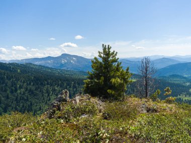 Genç sedir dağın tepesinde. Sayan dağlarının panoraması. Yaz güneşli bir gün