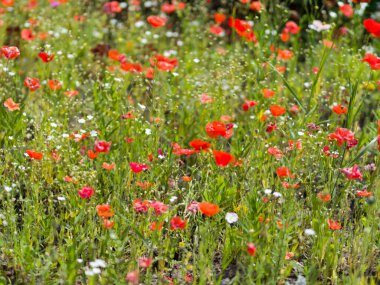 Kırmızı gelincikler yeşil alanda çiçek açar. Yaz günü