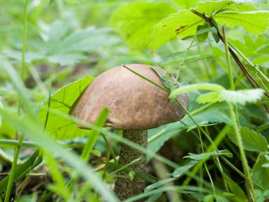Mantar çimenlerin arasında yetişir. Yakın plan. Vahşi doğa