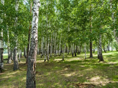 Ağaçlar ormanda yetişir. Yaz güneşli bir gün